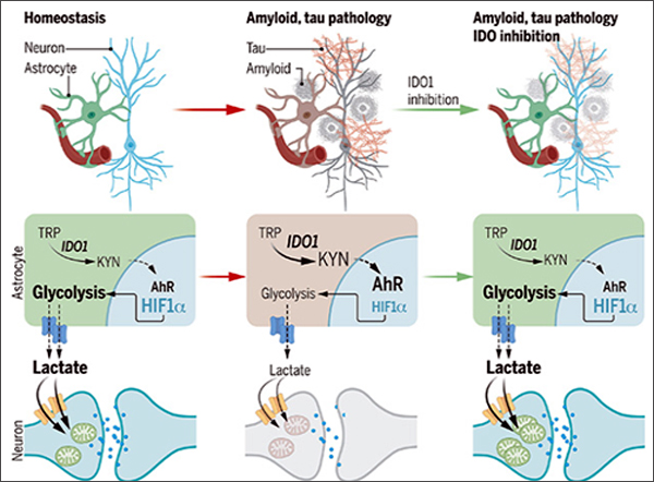 젖산 션트(Lactate Shunt)를 저장하세요. 성상세포는 일반적으로 젖산을 뉴런에 공급한다(왼쪽). Aβ 또는 타우 올리고머가 IDO1을 활성화하면 젖산이 말라서 성상세포 해당분해를 억제하는 키누레닌이 범람한다(가운데). IDO1을 차단하면 정상적인 신진대사가 회복된다(오른쪽). [Minhas et al., 2024 사이언스]