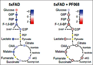 IDO1 없으면 더 달콤하다. 5xFAD 마우스(왼쪽)의 해마에서 대사산물을 분석한 결과, PF068로 IDO1을 차단하면 해당분해와 삼카르복실산 회로가 회복됨을 알 수 있다(오른쪽). [Minhas et al., 2024.]
