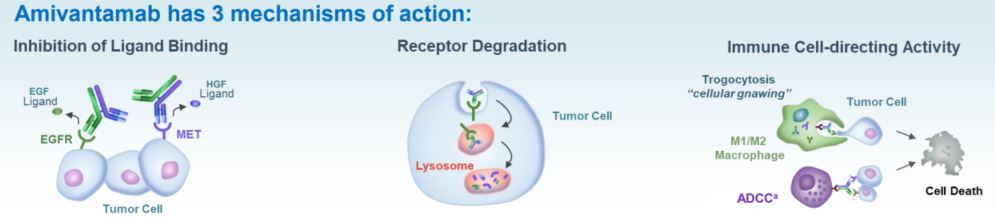 리브리반트(성분 아미반타맙)의 작용기전 / 사진=ESMO 2024 발표자료 발췌