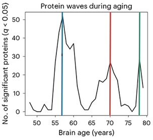 [그림 2] 메이저사이트의 물결? 뇌 연령과 관련된 많은 단백질이 사람들이 57세, 70세 또는 78세일 때 혈장에서 증가하거나 감소했는데, 이는 이러한 연령이 메이저사이트 과정에서 중요한 시점임을 시사한다. [Liu et al., Nature Aging 제공]
