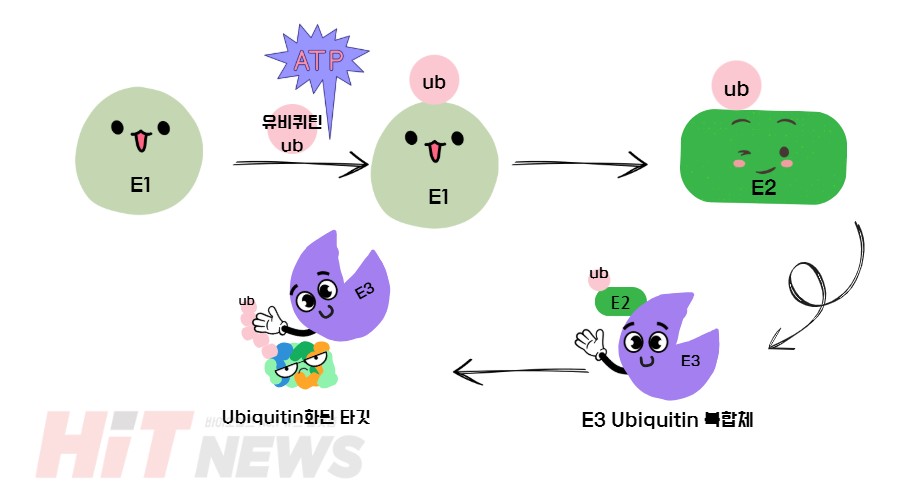 Ubiquitination 과정 / 그림=심예슬 기자