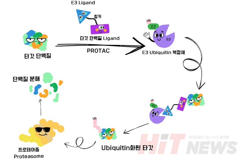 PROTAC 작용 기전 / 그림=심예슬 기자