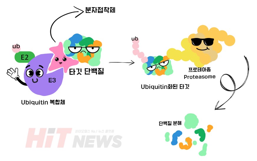 분자접착제 작용 기전 / 그림=심예슬 기자