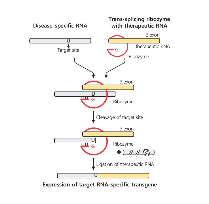 Trans-splicing Ribozyme 온라인 슬롯 / 출처=알지노믹스 공식 웹사이트