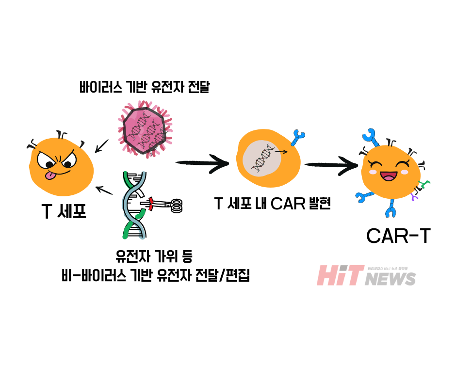 T세포에 라이브 바카라 단백질 발현 과정