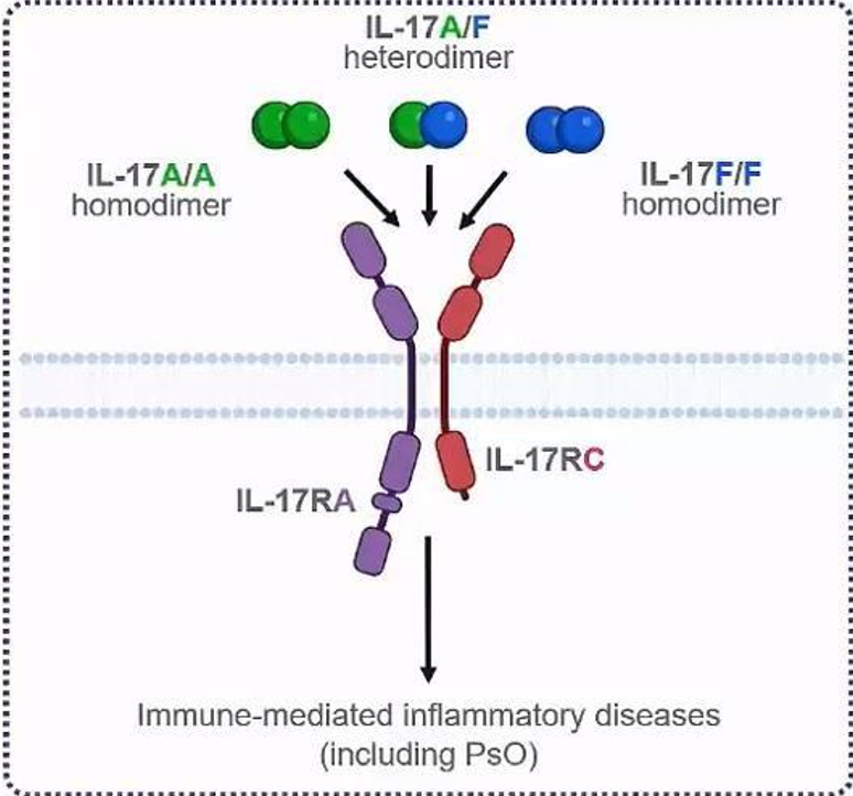 IL-17의 작용 기전 / 사진=한국유씨비토토 도박