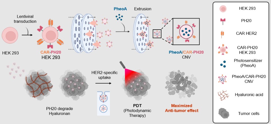  CAR-T 세포 유래 나노베지클을 활용한 암 치료 전략 키메라 항원 수용체(CAR)와 히알루로니다제(PH20)가 결합된 나노베지클(CNV)의 암 치료 전략 모식도./ 그래픽=엠디뮨