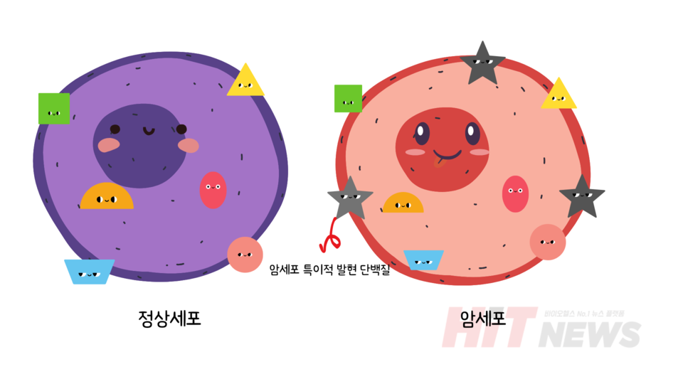 정상세포와 암세포의 단백질 발현 예시 / 그림=심예슬 기자