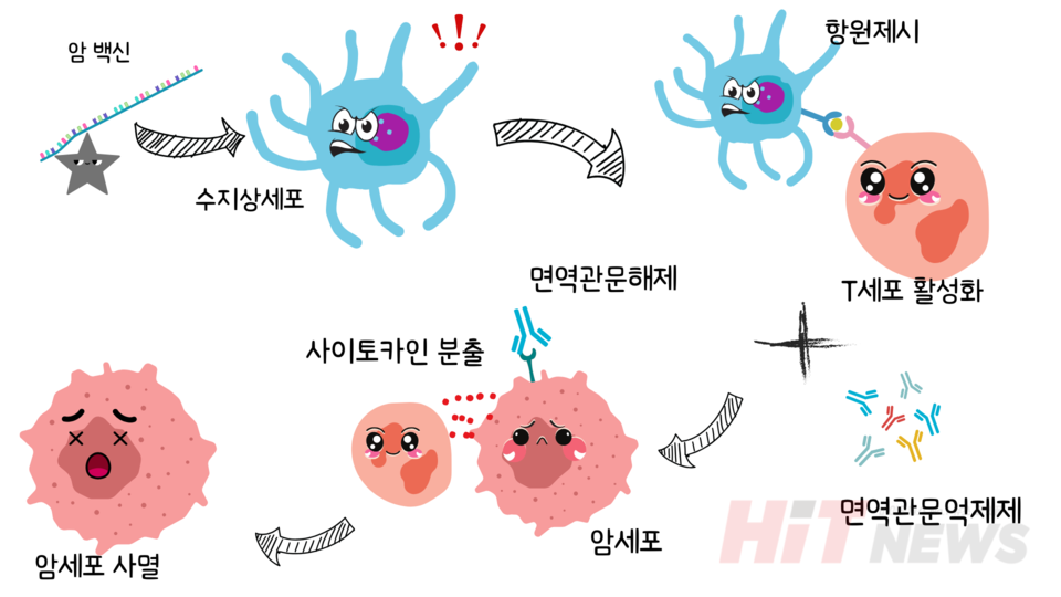 암 백신과 면역관문억제제 병용 시 기대 효과 / 그림=심예슬 기자