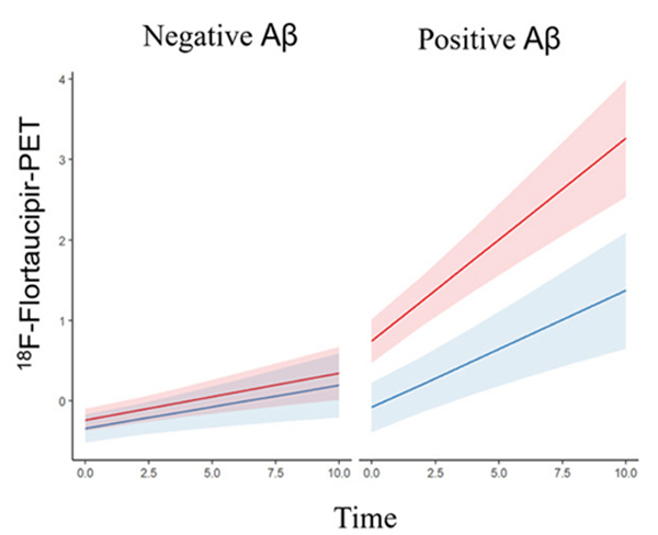 그림: 동일하지 않다. 아밀로이드 음성인 사람(왼쪽)의 경우 10년 동안 타우 엉킴이 거의 축적되지 않는다. 아밀로이드 양성인 사람(오른쪽)의 경우 엉킴은 여성(빨간색)에서 남성(파란색)보다 더 빨리 축적된다.