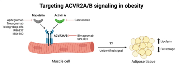 그림 1: Targeting ACVR2A/B signaling on obesity