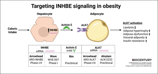 그림3: Targeting INHBE signaling in obesity.