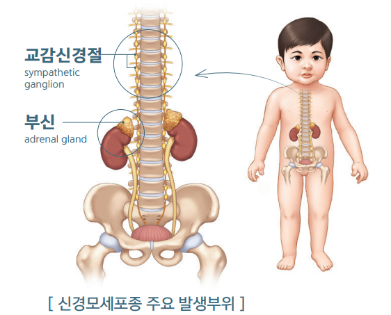 출처 = 국립암정보센터 웹사이트