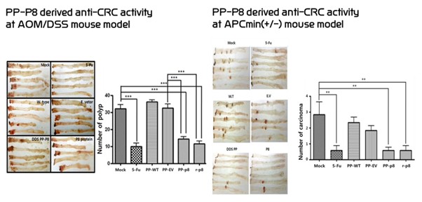 자연 발생적 대장암 마우스 모델에서 나타난 용종 발생 억제 및 항암 효과 / 그래픽=쎌바이오텍