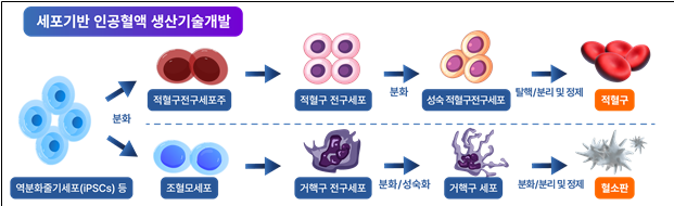 세포기반 인공혈액 생산기술개발 도식도 / 사진=식품의약품안전처
