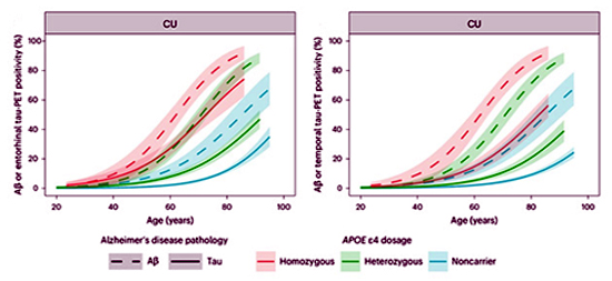 [그림 3. E4가 타우를 부른다. 내후각피질(왼쪽)에서, 타우-PET(실선)는 비보유자가 Aβ-PET(점선)를 통해 아밀로이드 양성 반응을 보이기 전에 ApoE4/E4 동형접합자에서 양성 반응을 보였다. 측두엽 피질(오른쪽)에서는 이러한 반응이 중첩되었다(빨간색 실선, 파란색 점선). [Ossenkoppele 외, Nature Neuroscience, 2025 제공]