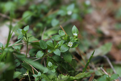 자생식물 '별꽃'