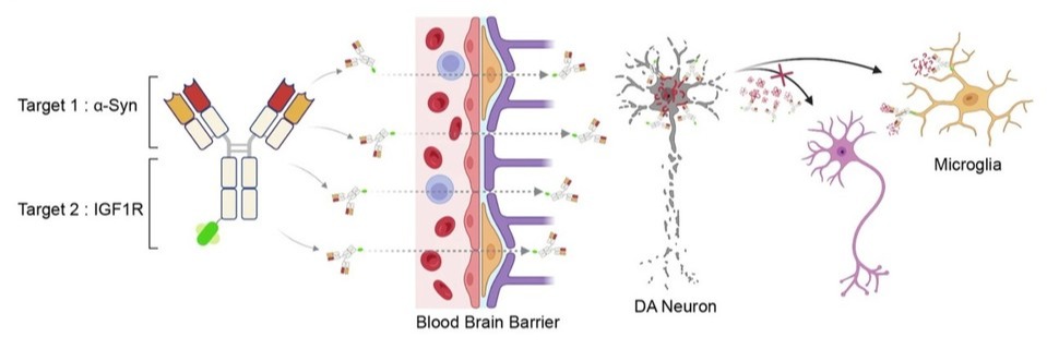 SAR446159 기전 설명 / 출처=A brain-shuttled antibody targeting alpha synuclein aggregates for the treatment of synucleinopathies SAR446159(npj Parkinson's Disease, 2025)