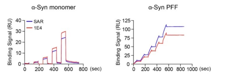 SAR446159는 응집체(PFF)에 대해 기존항체 대비 결합력이 높다 / 출처=A brain-shuttled antibody targeting alpha synuclein aggregates for the treatment of synucleinopathies SAR446159(npj Parkinson's Disease, 2025)