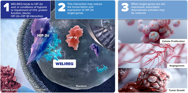 HIF-2α를 억제하여 HIF-1β와의 상호작용을 차단하는 '웰리렉'
