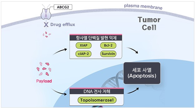 피노바이오가 보유한 ADC 페이로드 작용기전 / 출처=피노바이오 홈페이지