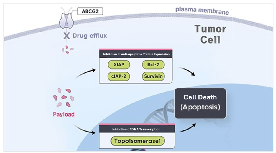 Mechanism of Action of ADC Payloads Developed by Pinot Bio / Source: Pinot Bio Website