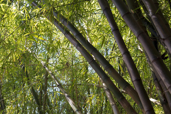 대나무 숲. 사진= 프리픽.