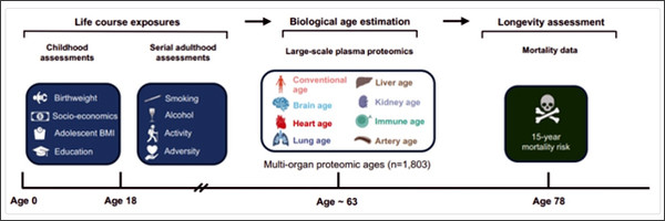 [그림 1: 같은 주(州)에 태어나 다르게 나이 들다. 1,803명의 영국인을 출생부터 노년까지 측정한 결과, 과학자들은 생애주기별 노출과 7개 주요 장기의 연령 및 수명 프로필의 상관관계를 밝혀냈다. (Groves et al., 2025, medRxiv.)]