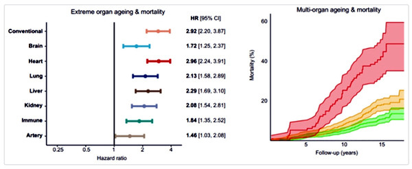 [그림 2: 장기 연령은 사망을 예측한다. 생물학적으로 오래된 각 장기는 15년 추적 기간 동안 사망 위험을 높였다. 심장, 폐, 간이 가장 큰 영향을 미쳤다(왼쪽). 3개 이상의 오래된 장기를 가진 사람들(빨간색)은 1~2개(노란색) 또는 장기가 없는 사람들(녹색, 오른쪽)보다 현저히 높은 사망률에 직면했다. Groves et al., 2025, medRxiv.]