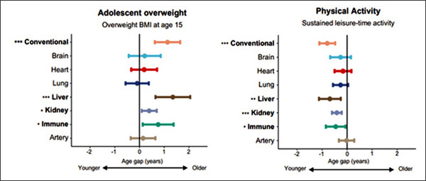 [그림 3: 습관이 중요하다. 15세에 과체중인 사람들의 경우 간, 신장, 면역 체계가 실제 나이인 63세보다 1~2년 더 오래 사는 것으로 나타났다(왼쪽). 마찬가지로, 일반적인 생물학적 연령도 더 높았다. 중년기까지 활동적인 생활 방식을 유지한 성인의 경우 거의 모든 장기가 더 느리게 노화되었고(오른쪽) 일반적인 연령이 더 젊었다. Groves et al., 2025, medRxiv.]