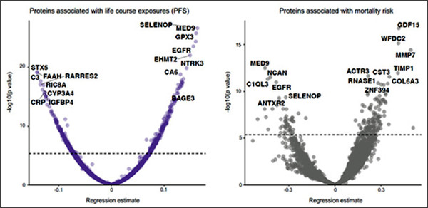 [그림 4: 단백질 특징. 보호 인자 점수가 높은 사람들의 혈장 단백체가 이동했다. 변화 중에는 MED9, SELENOP, EGFR이 더 많았다(왼쪽). 이러한 단백질의 수치가 낮을수록 추적 기간 동안 사망 위험이 더 높았다(오른쪽). Groves et al., 2025, medRxiv.]