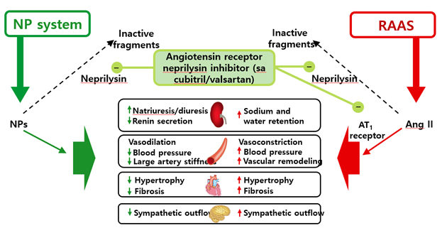 Mechanism of Action of ARNIs