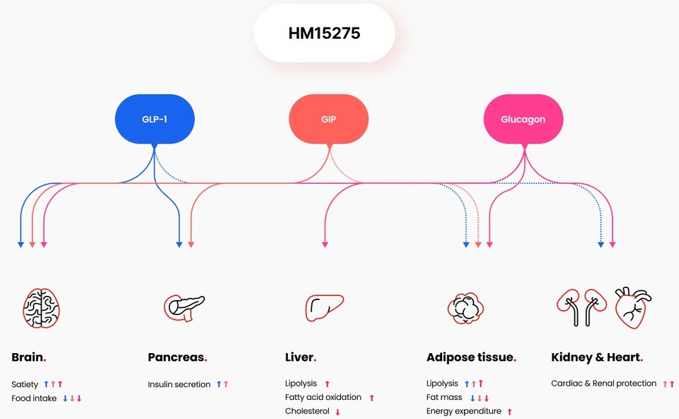 HM15275의 주요 작용 / 출처=한미약품