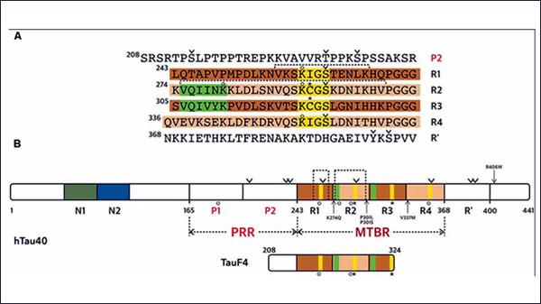 그림 2. 타우 단백질 서열 및 도메인 구조. 서열 번호는 가장 긴 타우 동형 단백질(441개 아미노산)을 기준으로 한다. (A) 미세소관 결합 부위(MTBR)와 주변 영역인 PRR의 P2 및 C-말단 도메인의 R의 아미노산 서열. (B) 전체 길이 타우 단백질과 타우F4 단편의 일반적인 구조. (A,B) 타우의 MTBR 영역은 진한 갈색과 연한 갈색으로 표시된 R1~R4의 네 개의 부분적으로 반복되는 서열로 구성된다. R2과 R3 반복 서열에 각각 존재하는 PHF6* 및 PHF6 헥사펩타이드는 녹색으로, KXGS 모티프는 노란색으로 표시하였다. 본문에 언급된 인산화 부위는 v 기호로, 시스테인 잔기는 별표로, 아세틸화는 원으로 표시하였다.