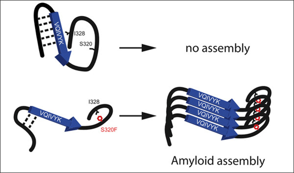그림 3: 타우 단백질 295-330 영역 내 WT과 S320F 변이체의 구조적 차이 및 그에 따른 결과에 대한 분자 모델.