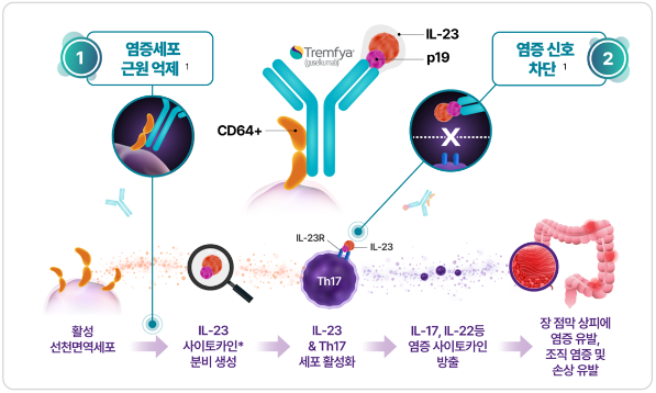 트렘피어 이중 작용 기전