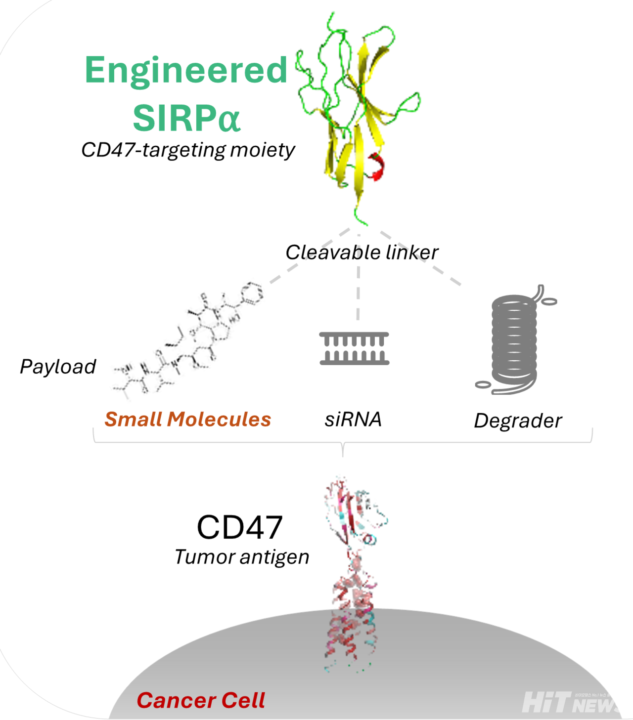 K2B의 플랫폼 기술인 '조작된 SIRPα'