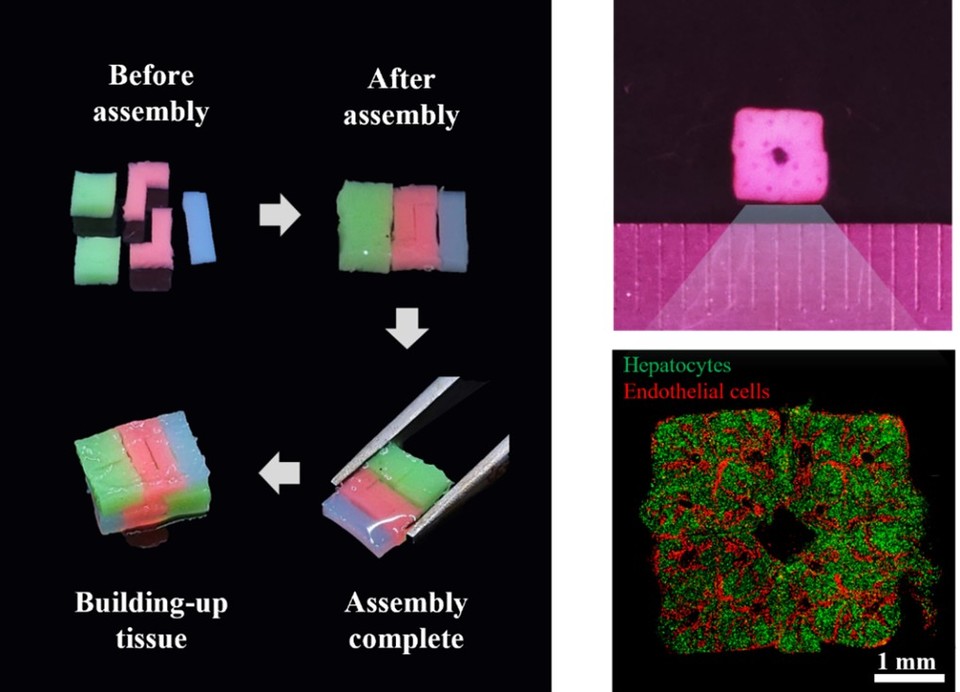 3D 바이오프린팅된 세포 블록의 조립 개념 및 이를 활용해 형성한 ‘혈관망을 포함하는 간 조직’ 이미지 / 사진=티앤알바이오팹 제공