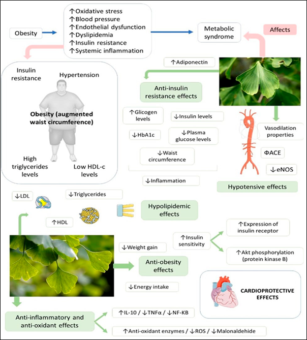 은행잎(Ginkgo biloba) 및 그 추출물이 대사증후군을 구성하는 심혈관 위험 요인들에 미치는 다양한 효과. / 출처=출처 = Ginkgo biloba in the Aging Process: A Narrative Review / Barbalho SM, et al. Ginkgo biloba in the aging process a narrative review. Antioxidants (Basel). 2022