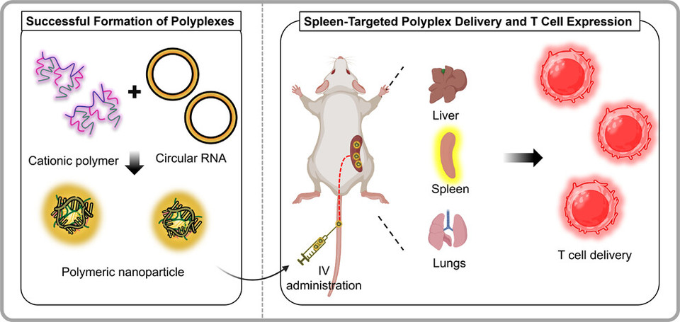 비장 특이적 고분자 전달체의 T세포로의 원형 RNA 전달 연구 개요도. 사진 = 알지노믹스 제공(출처 : https://pubs.acs.org/doi/10.1021/acsbiomaterials.5c02147)
