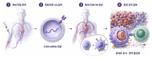 CAR-T 어려운 고형암, 대식세포로...'CAR-M' 연구 주목 - 뉴스 썸네일 이미지